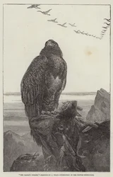 The Eagle